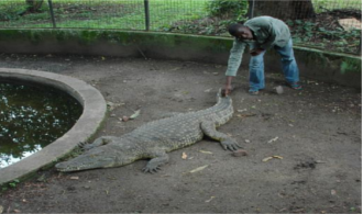 The Reptile Park