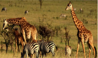 The Rusizi National Park